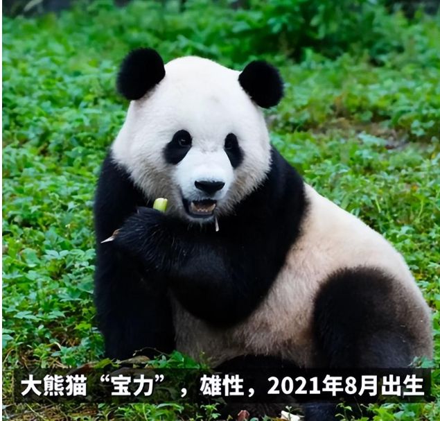 大熊猫宝力青宝赴美之旅，详细步骤指南（初学者与进阶用户通用）