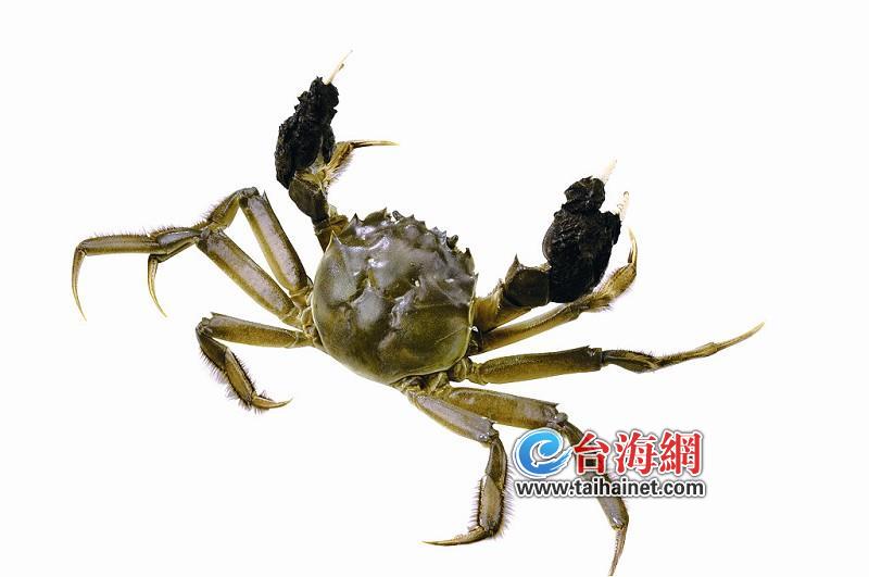 击破谣言，螃蟹身上小孔并非注水痕迹，真相揭秘！