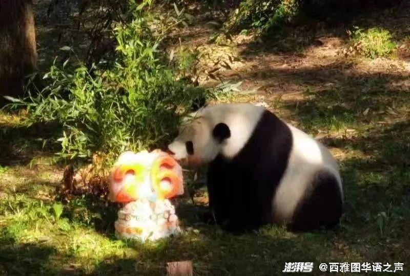 美国首都华盛顿隆重迎接熊猫抵达，深度探讨其意义与影响