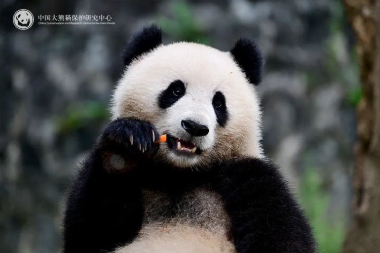 大熊猫宝力青宝启程赴美，跨越国界的友谊之旅