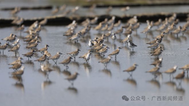 广西发现新物种，阳朔风筝果——自然界探索的惊喜发现