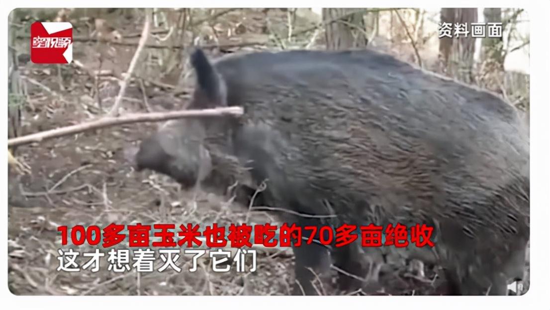 河南某县城周边近两千头野猪现象观察与探讨