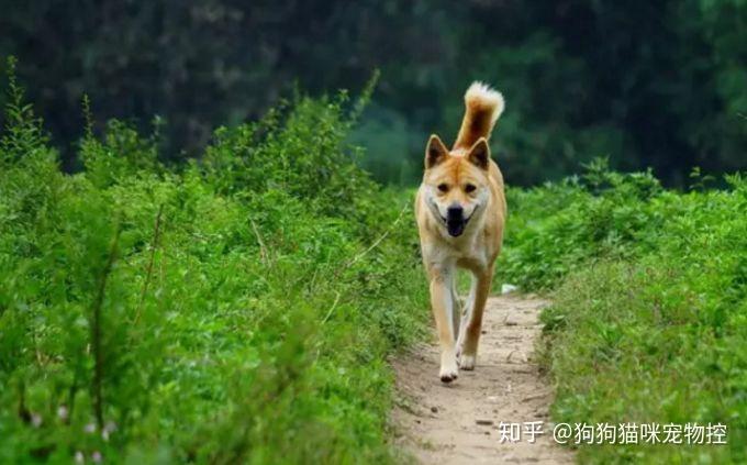 中华田园犬迎战两米毒蛇，保护与挑战并存