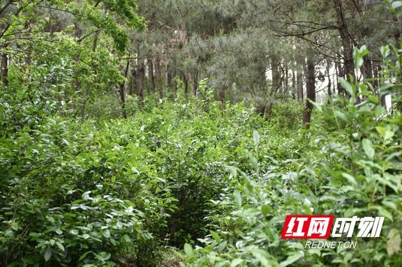 临盆孕妇被遗弃荒山传闻不实 或 关于临盆孕妇被遗弃荒山的真相