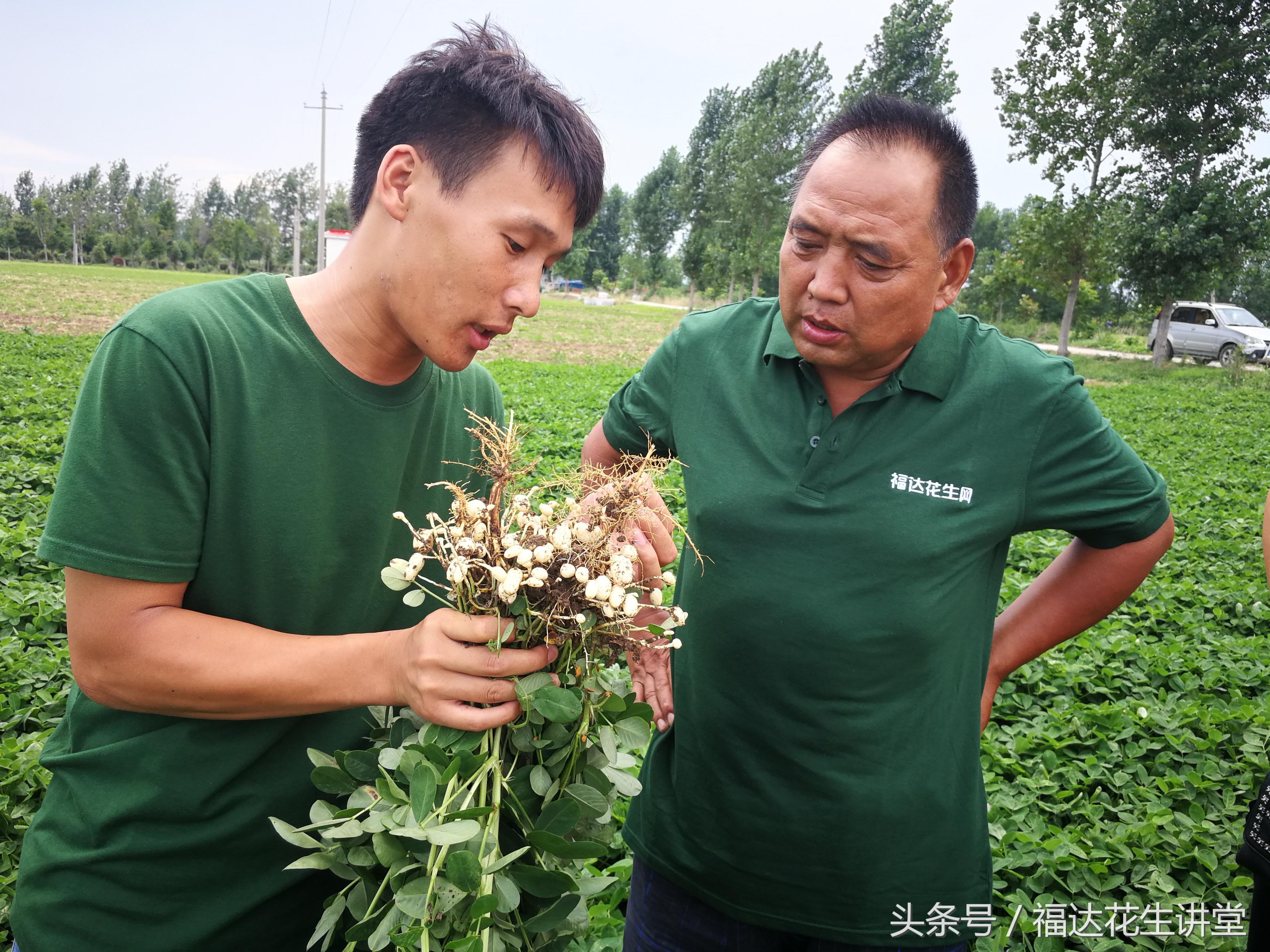 南阳花生最新行情揭秘，小巷深处的花生香探秘与价格走势分析