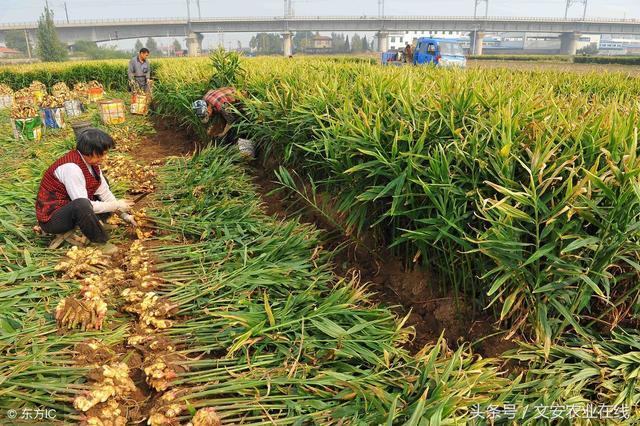 生姜最新价格及市场趋势分析