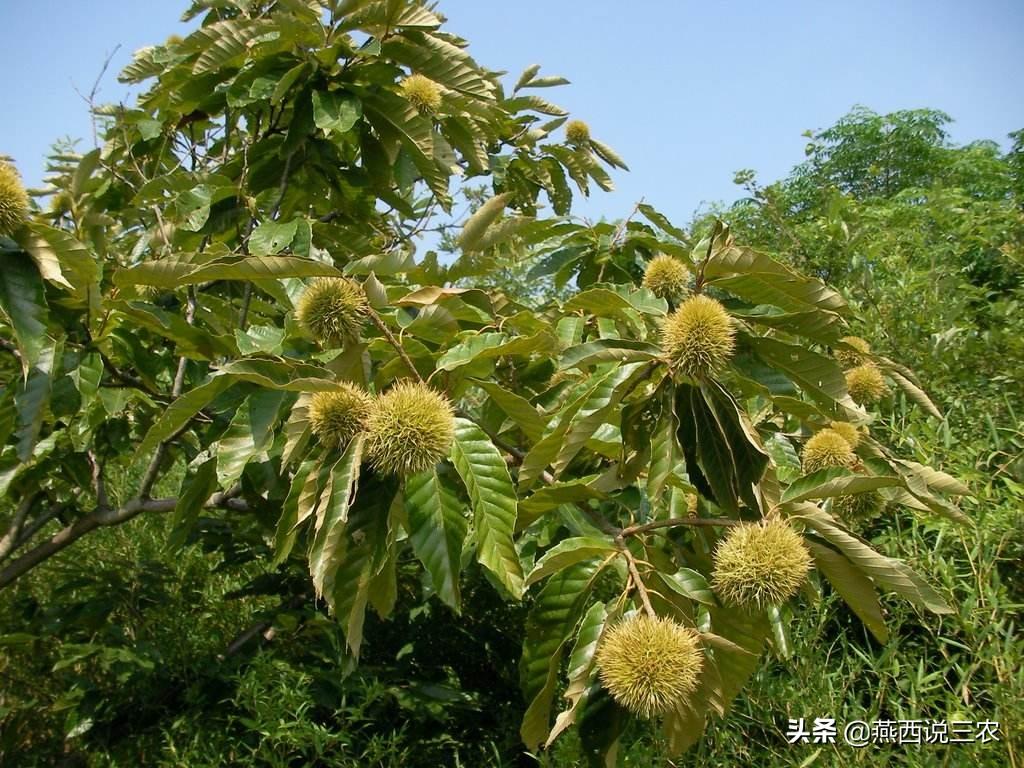 冬日大白菜行情揭秘，温暖故事背后的市场走势