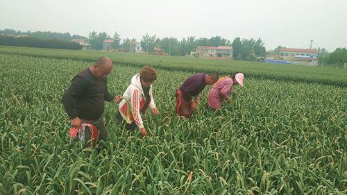 金乡蒜苔价格实时更新，最新行情报告