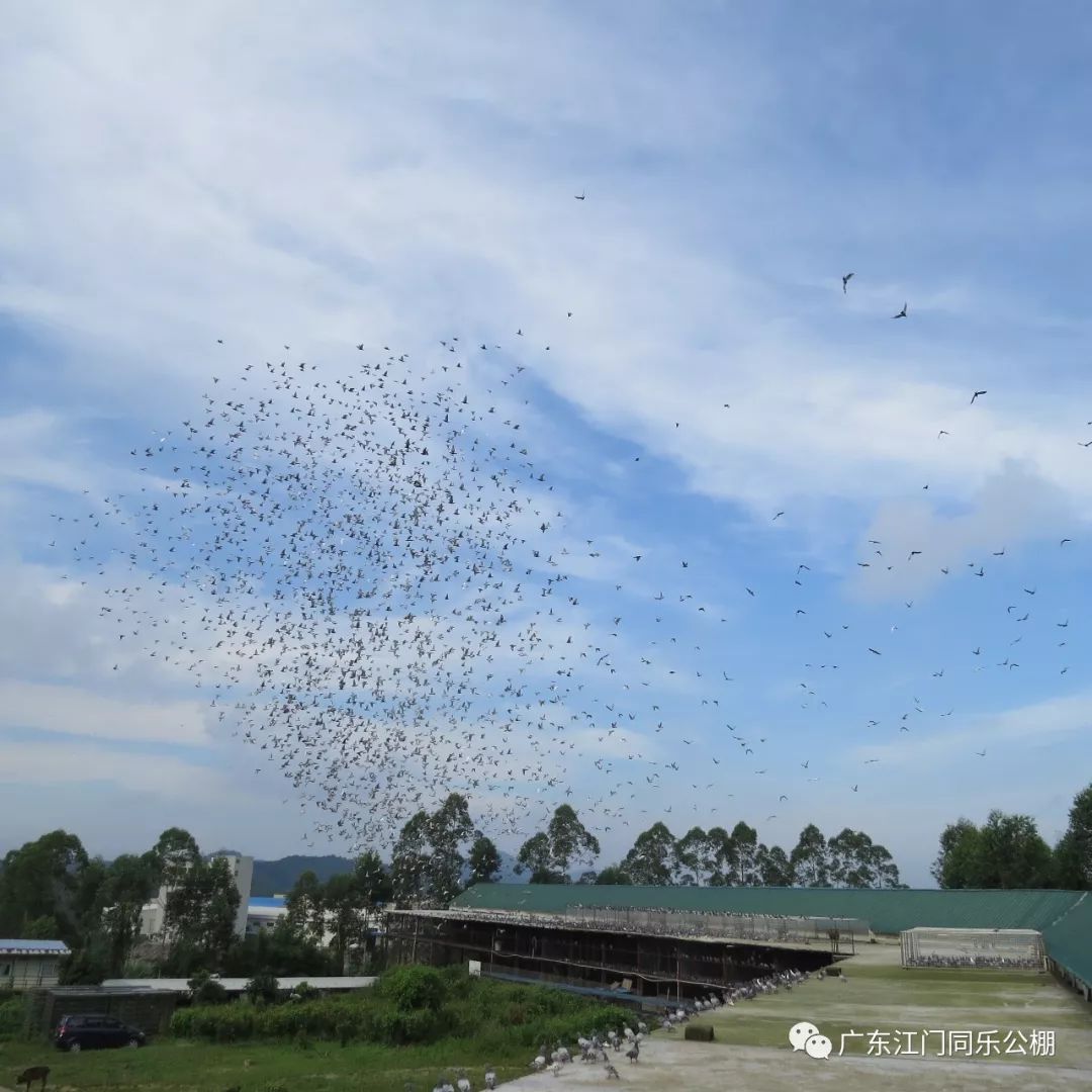 江门同乐公棚最新公告,📣江门同乐公棚最新公告📣