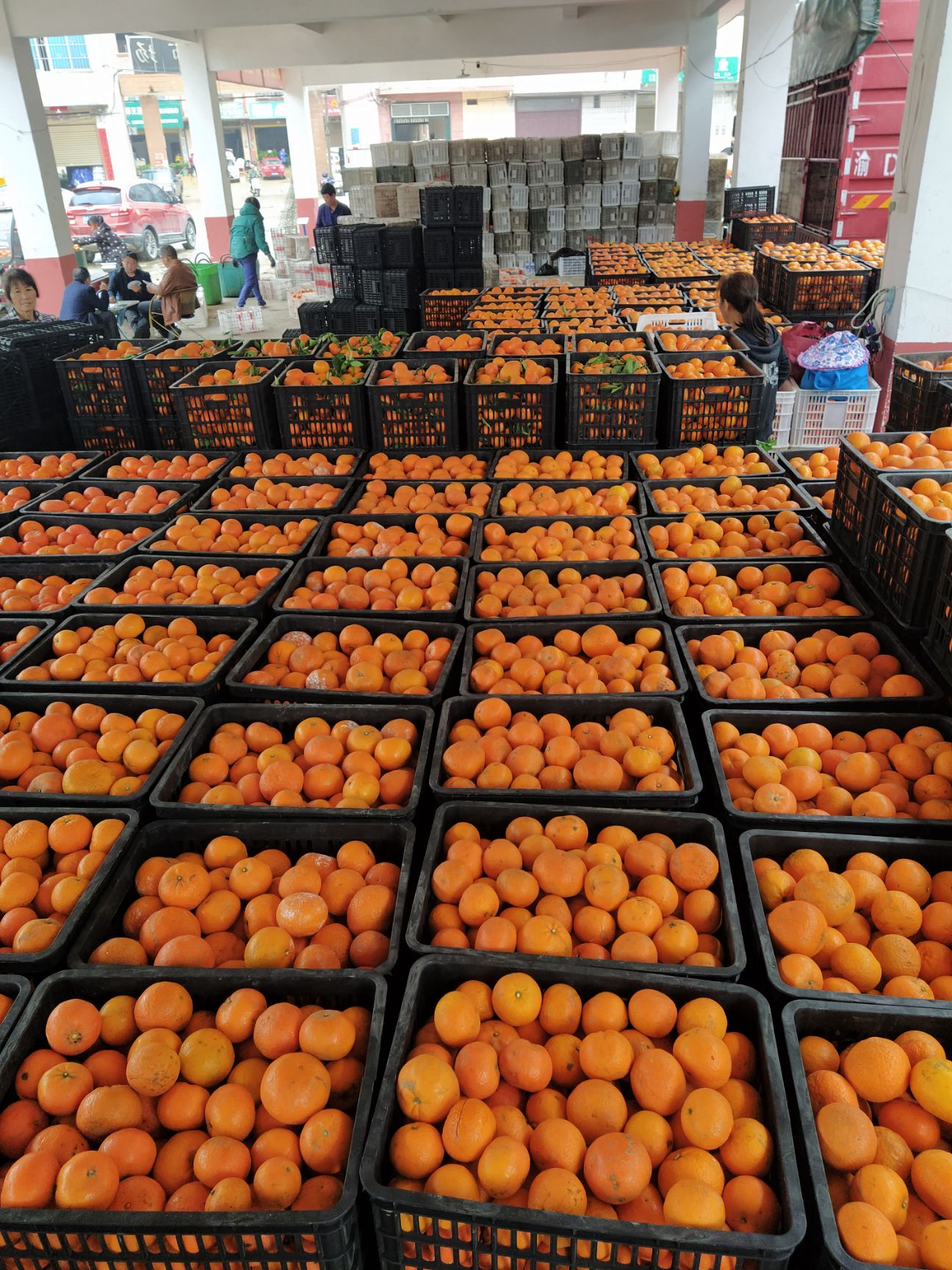 沃柑价格最新报价🍊实时更新与行情分析