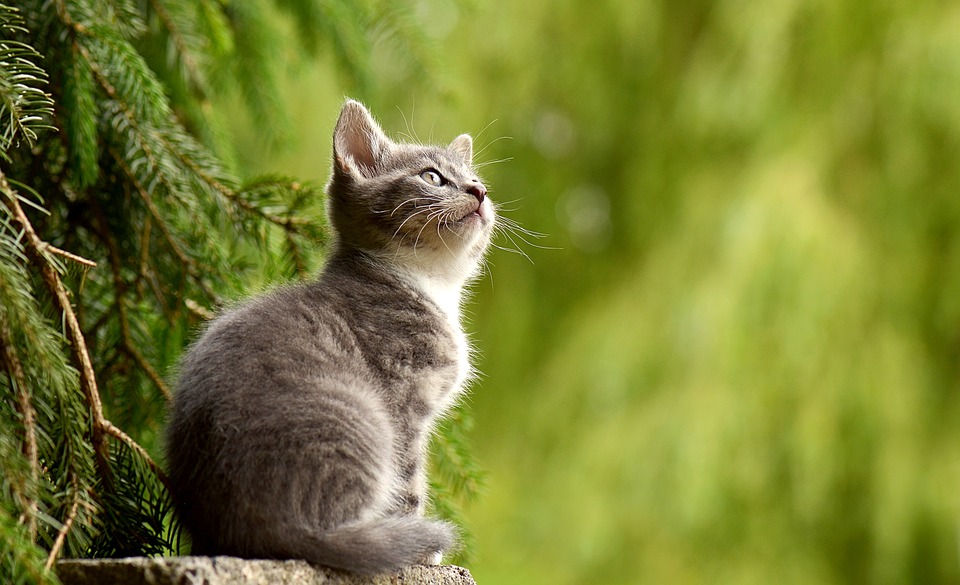 猫咪apk下载最新版，详细步骤指南与安装教程