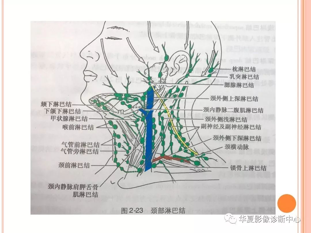 最新颈部淋巴结分区，科技助力健康，智能引领未来新篇章