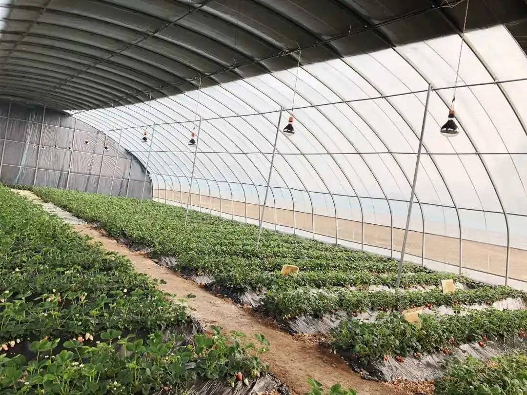 苏州南环水产最新价格及论述概述