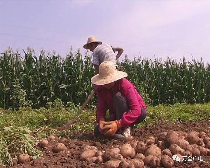 土豆的最新价格行情,土豆的最新价格行情