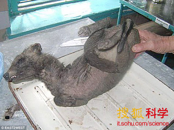 今日貉子皮的最新价格,今日貉子皮的最新价格，小巷中的隐秘宝藏