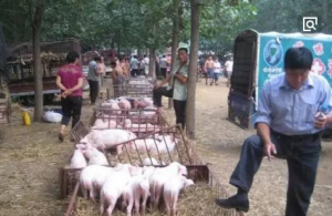 山东生猪最新价背后的故事，变化、学习与自信的力量探索