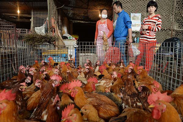 活禽交易最新动态，背景、进展与影响全解析