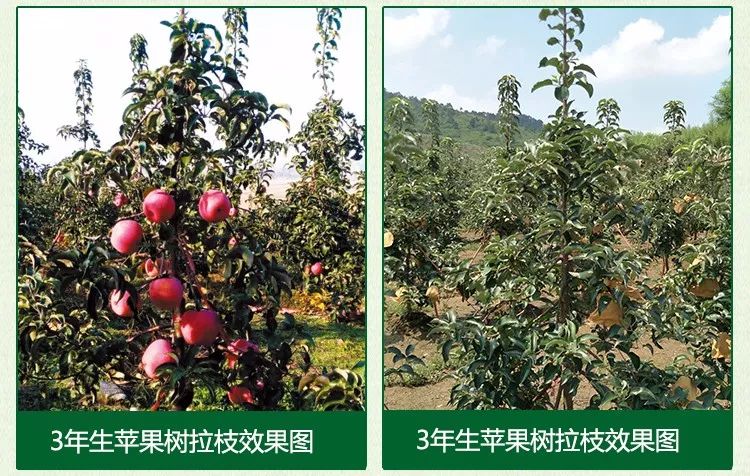 苹果树最新促花技术，开启一场与自然美景的浪漫之旅