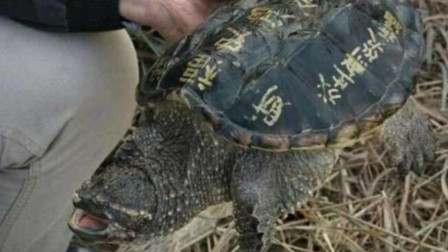 老王八最新日常趣事揭秘