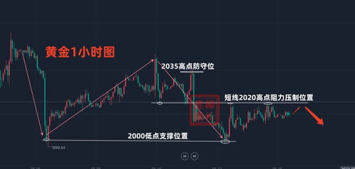 黑鸡价格分析，市场走势下的多元观点探讨