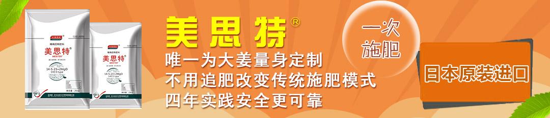 生姜最新价格