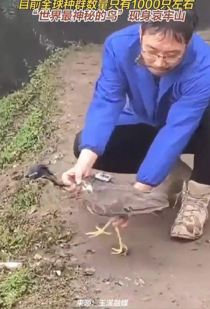 哀牢山发现世界上最神秘的鸟身影