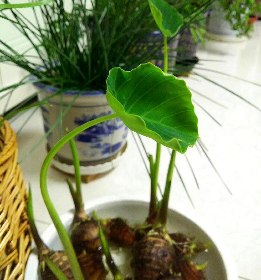 男孩把滴水观音当芋头误食险猝死