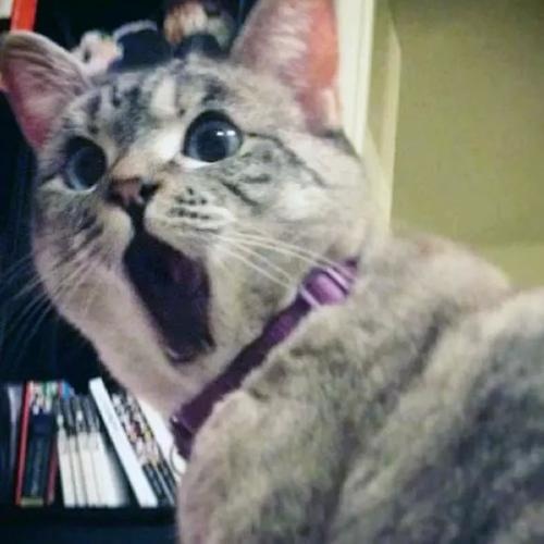 澳门正版资料大全资料生肖卡_猫咪最新破解版,澳门免费资料十年_精英款12.91.51