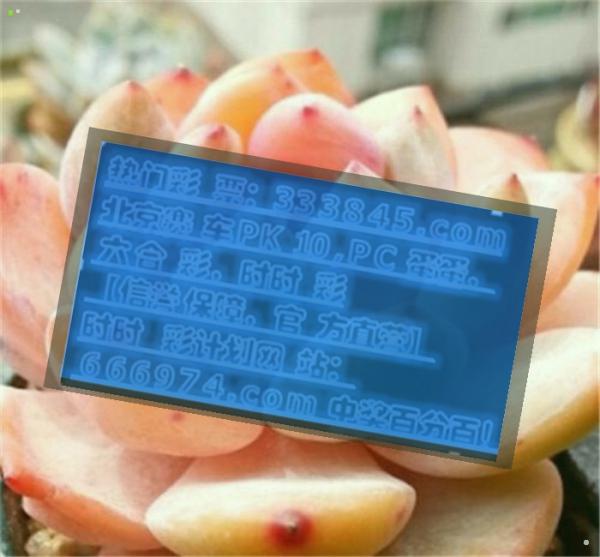 管家婆一码一肖最准资料,风险解答解释落实_独家款88.613