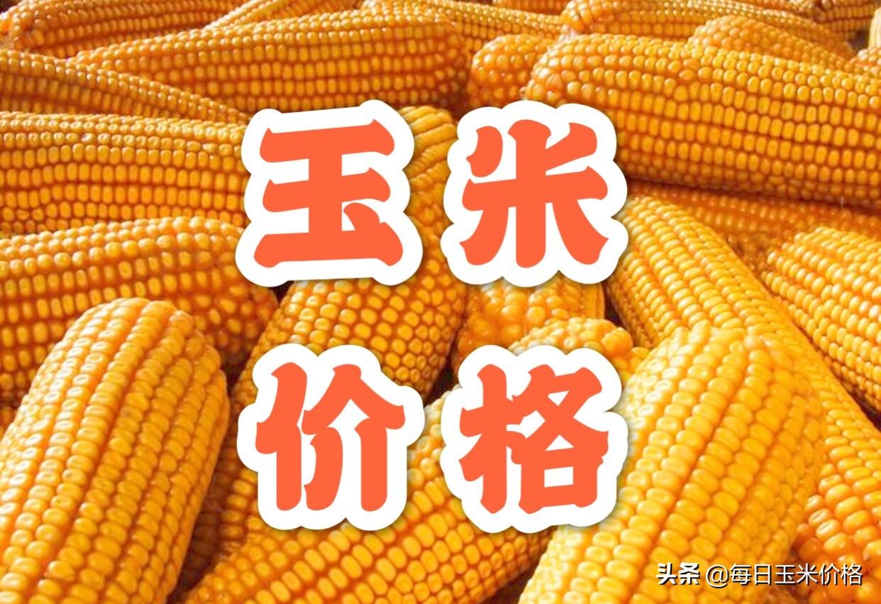山东省今日玉米最新价格分析与趋势预测