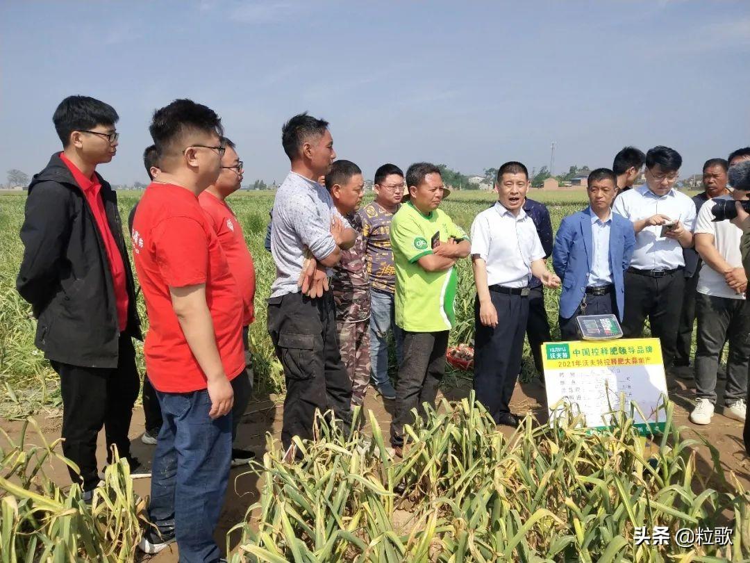 沃夫特复合肥最新价格，友情与成长的故事相伴相随。