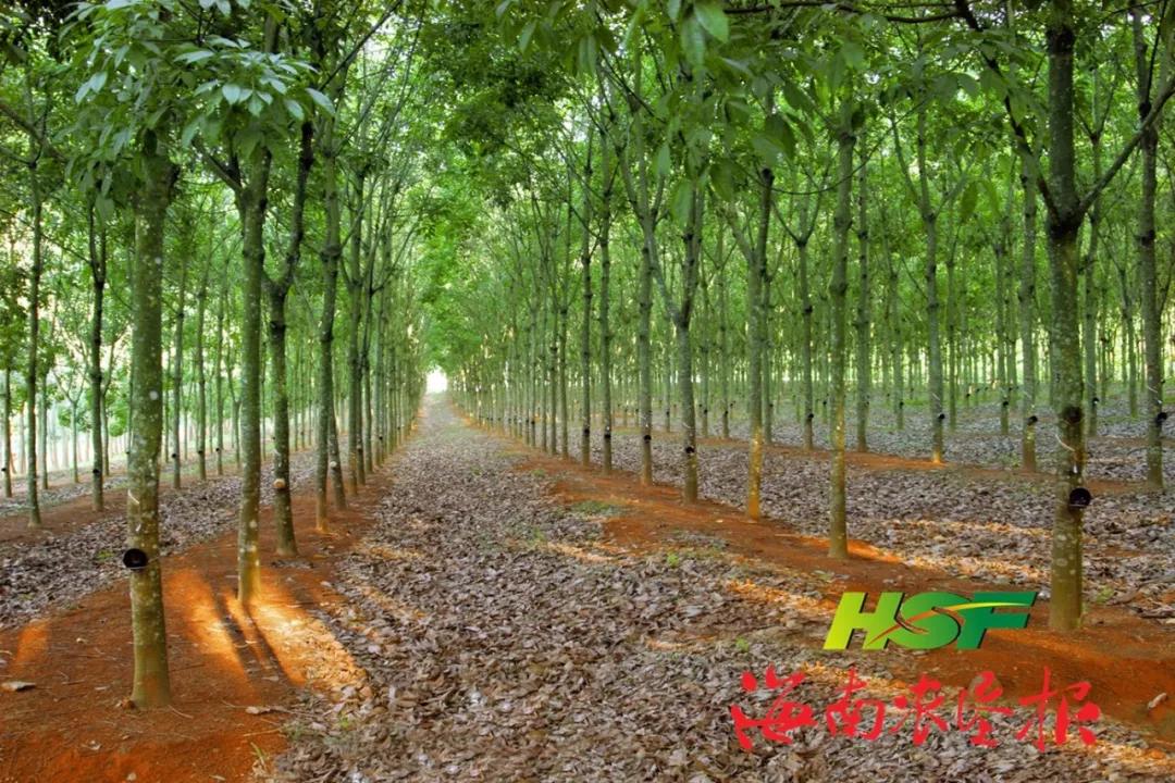 海南橡胶最新动态更新，最新消息汇集
