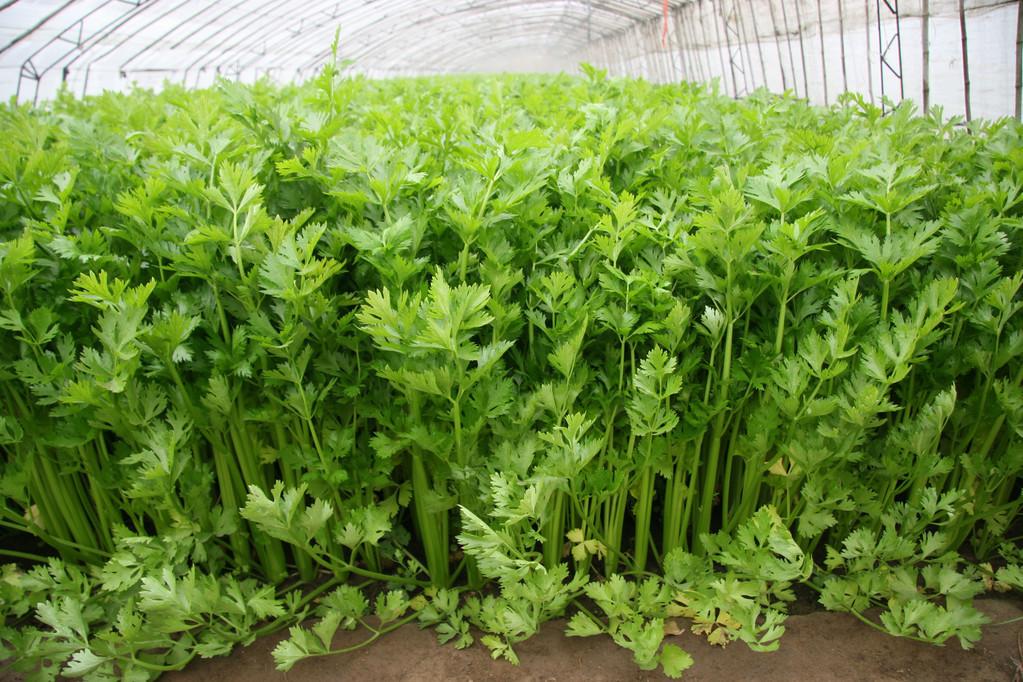 西葫芦最新价格行情动态更新