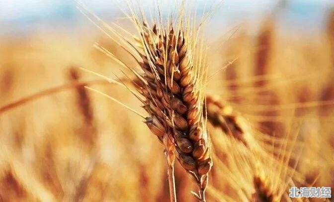 河南小麦价格最新行情与麦浪中的温情故事