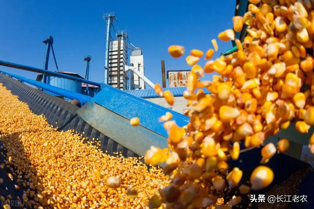 天津玉米价格最新行情深度解析，回顾与洞察