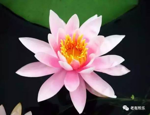 莲花健康最新动态及关注获取资讯的详细步骤指南