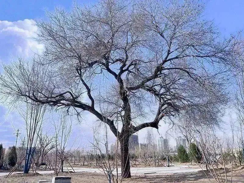 榆树贴吧最新消息获取指南，最新动态一网打尽