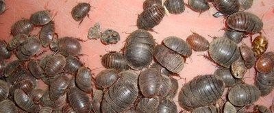 土元最新价格行情分析