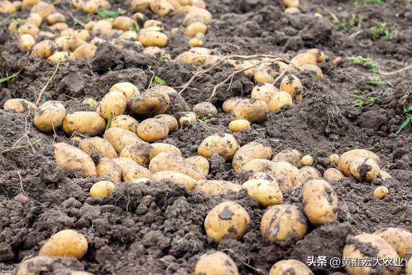胶州土豆最新价格及市场走势与影响因素分析概览