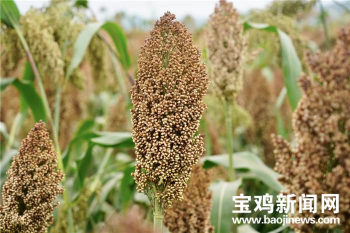 凤翔县最新资讯速递