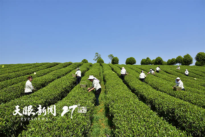 最新槟榔品牌，自然美景的探索之旅