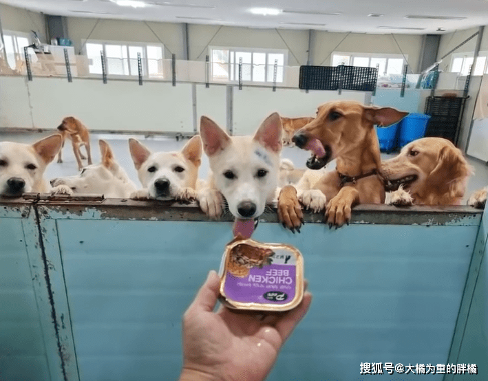 最新虐狗视频，温馨日常趣事，感受甜蜜爱情的力量