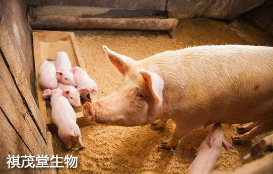 山东仔猪最新价格深度解析，全面探讨与观点阐述