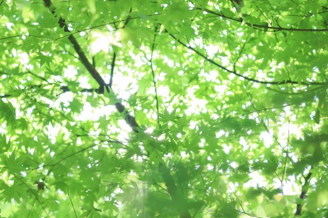 窦唯最新作品，科技与艺术的融合，为生活创造无限可能