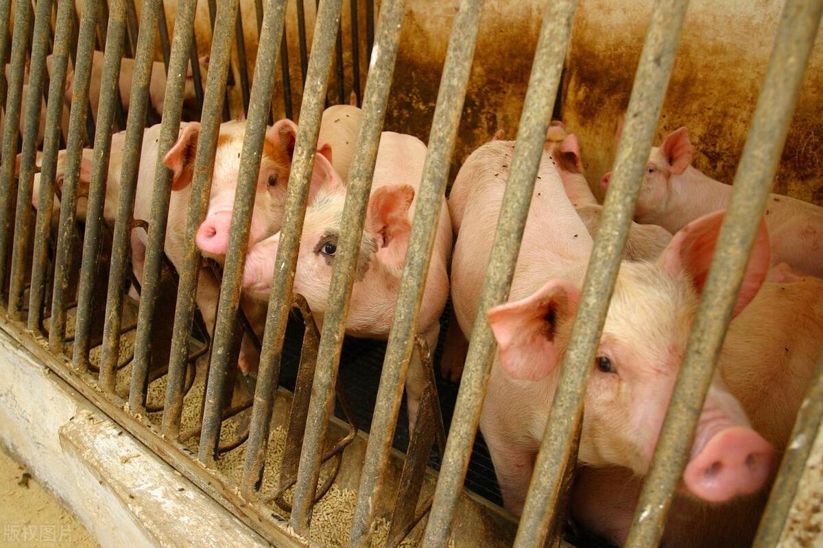 最新宿州生猪价格揭秘与行情分析🐖