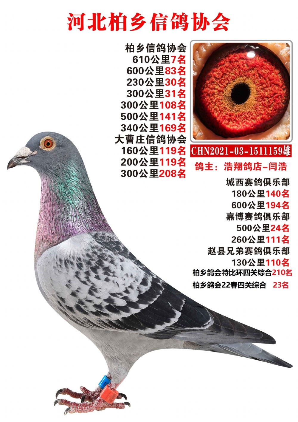 柏乡信鸽最新公告发布，最新动态与资讯汇总