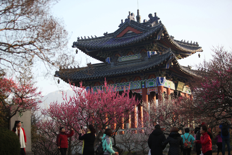 湖州铁佛寺梅花绽放，古寺新花的独特魅力探秘