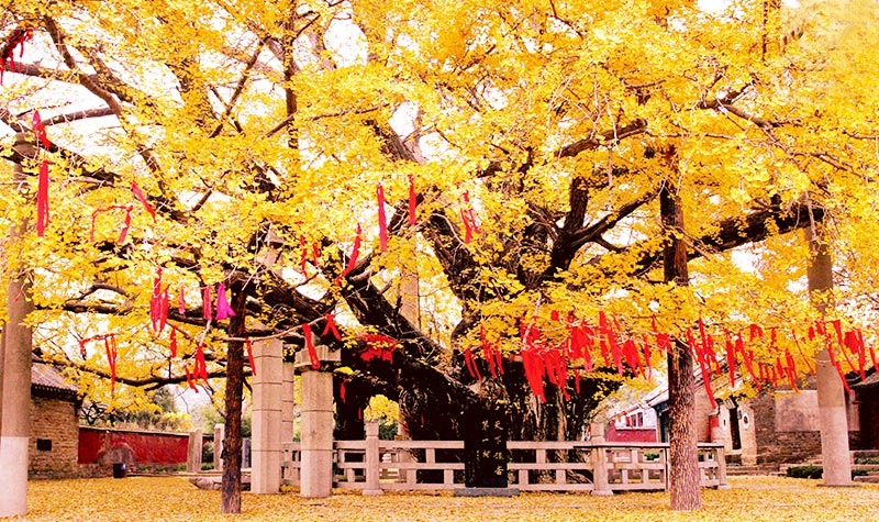 浮来山门票故事，亲情与欢笑的旅程