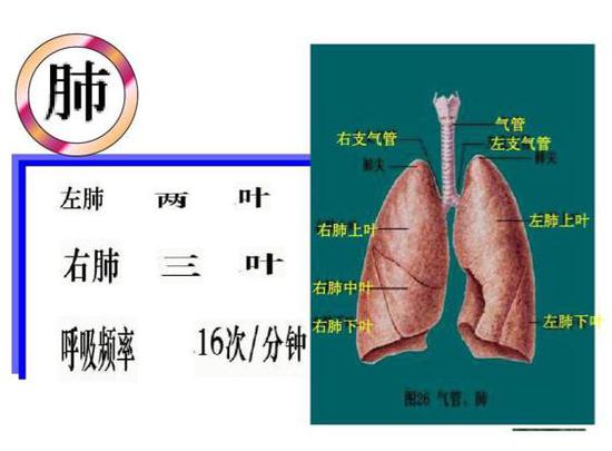 冠肺最新动态更新