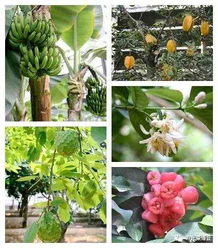 新澳天天开奖资料大全三十三期,植物保护_终身版99.552
